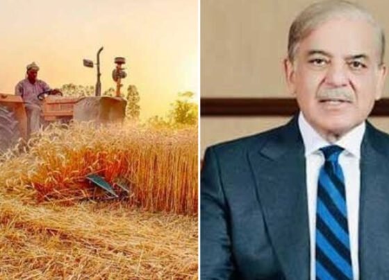 PM Shahbaz and wheat prices